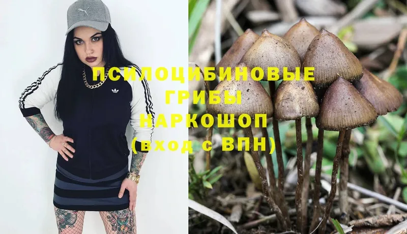 купить   Киренск  Галлюциногенные грибы Cubensis 